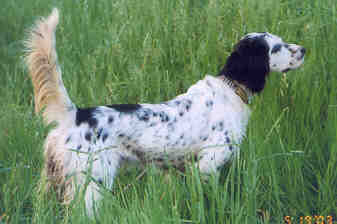 English Setter
