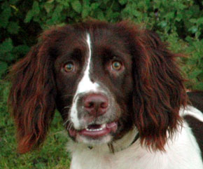 English Springer Spaniel