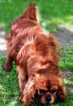 English Toy Spaniel