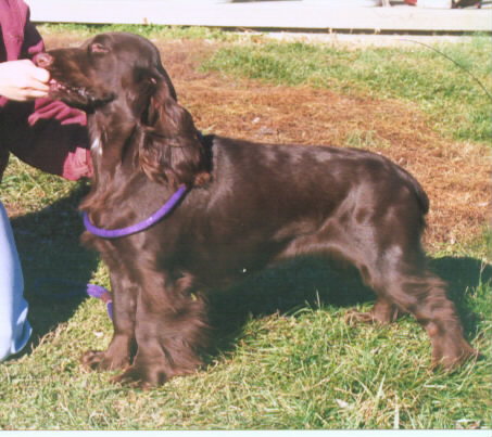 Field Spaniel