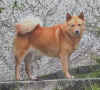 Finnish Spitz