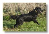 Flat-Coated Retriever