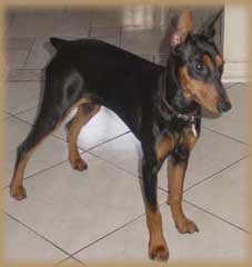 German Pinscher