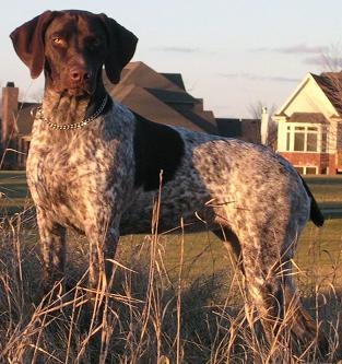German Shorthaired Pointer