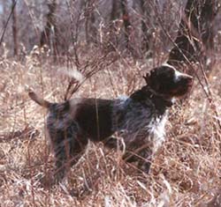 German Wirehaired Pointer