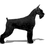 Giant Schnauzer