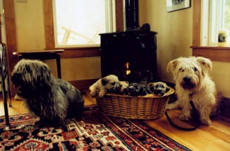Glen of Imaal Terrier