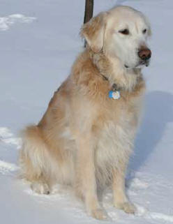 Golden Retriever