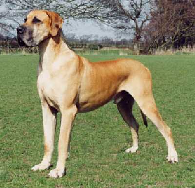 Great Dane