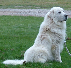 Great Pyrenees