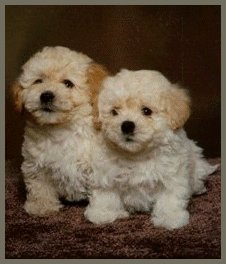 Havanese