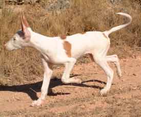 Ibizan Hound