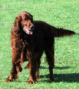 Irish Red Setter