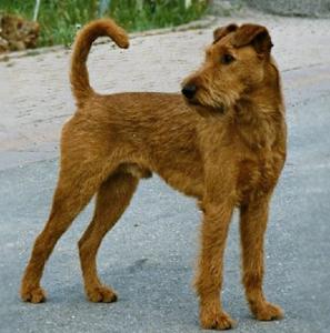Irish Terrier