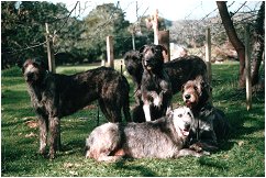 Irish Wolfhound