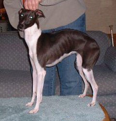 Italian Greyhound