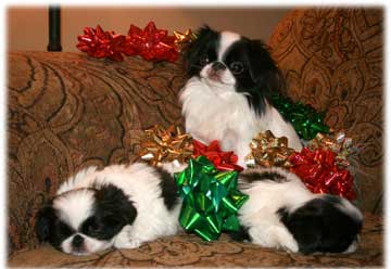 Japanese Chin