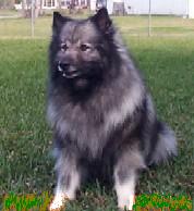 Keeshond