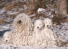 Komondor