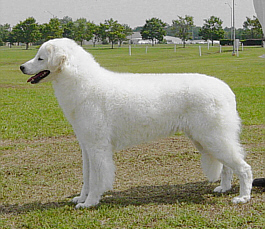 Kuvasz