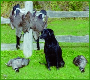 Labrador Retriever