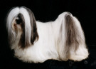 Lhasa Apso