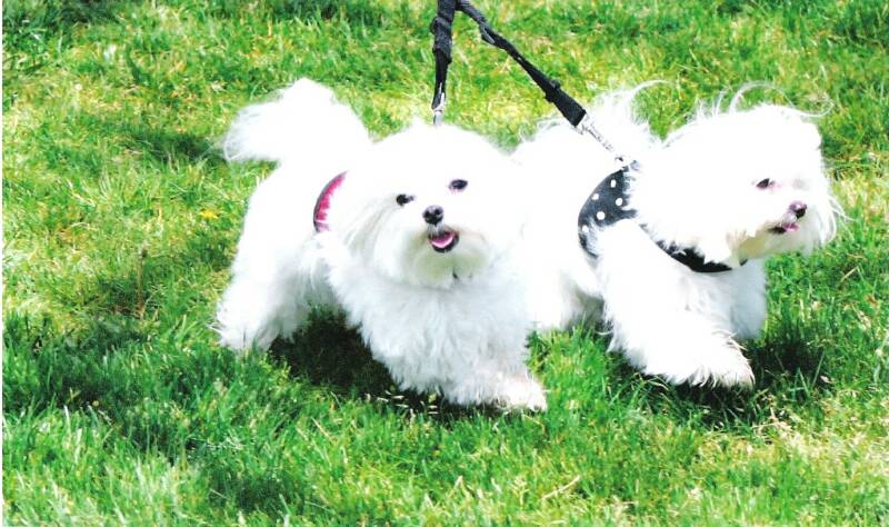 Maltese
