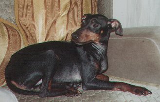Manchester Terrier