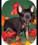 Miniature Pinscher