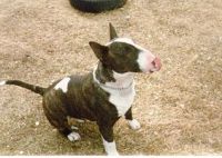 Miniature Bull Terrier