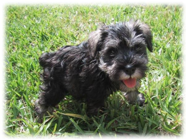 Miniature Schnauzer