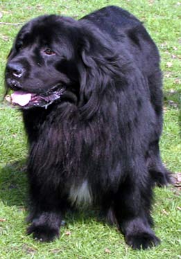 Newfoundland