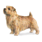 Norfork Terrier