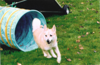 Norwegian Buhund