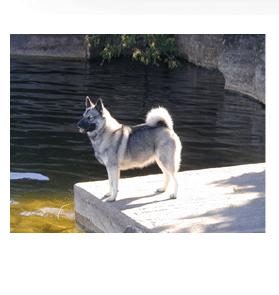 Norwegian Elkhound
