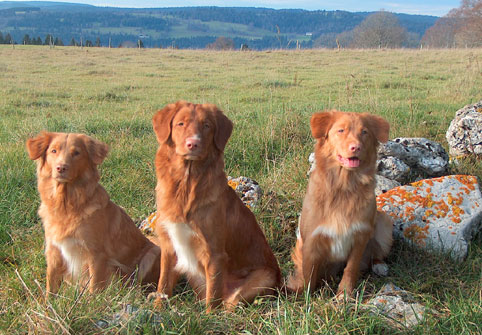Nova Scotia Duck Tolling Retriever