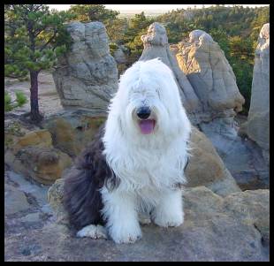 Old English Sheepdog