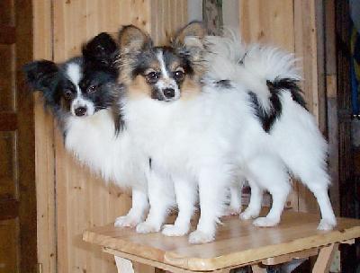 Papillon