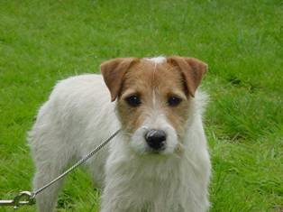 Parsons Russell Terrier