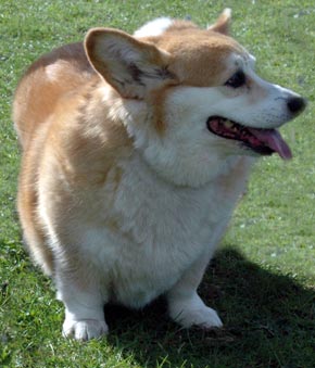 Pembroke Welsh Corgi