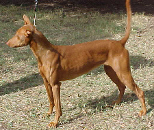 Pharaoh Hound