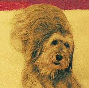 Polish Lowland Sheepdog