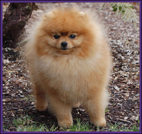 Pomeranian