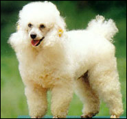 Poodle