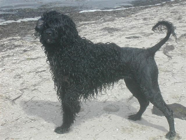 Portuguese Water Dog