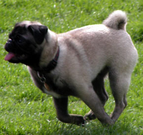 Pug