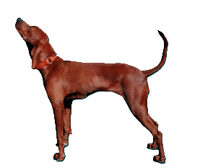 Redbone Coonhound