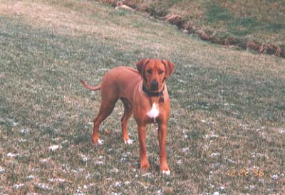 Rhodesian Ridgeback