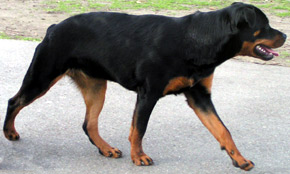 Rottweiler