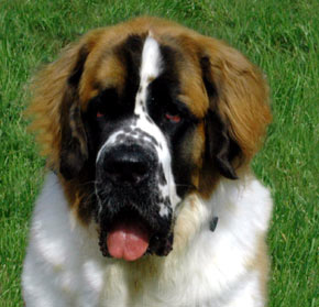 Saint Bernard
